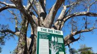 Simbabwe - Vic Falls - Livingstone Baobab