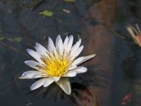 Tages-Wasserlilie