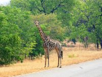 Unterwegs - Giraffe