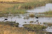 Vogeltreiben