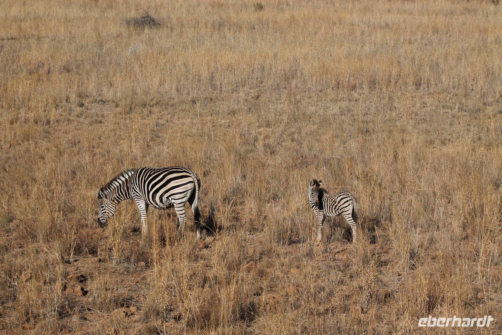 Zebra mit Baby