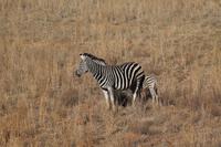 Zebra mit Baby