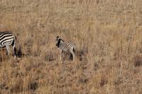 Zebra mit Baby