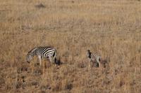 Zebra mit Baby