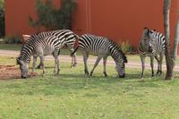 Zebras am Zambesi Sun Hotel