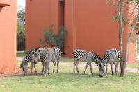 Zebras am Zambesi Sun Hotel