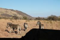 Zebras ganz nah