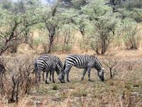 Zebras unterwegs