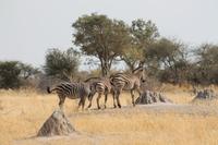 Zebras