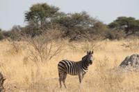 Zebras