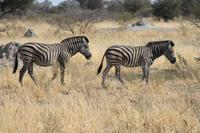 Zebras