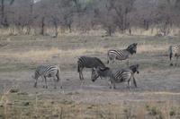 Zebras