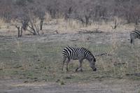 Zebras