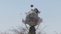 kurze Rast Baobab Planet