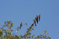 viele Bienenfresser