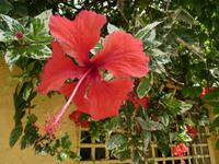 036 Paraty