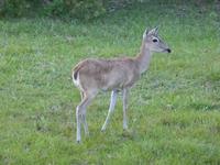 086-Fotosafari_Reh