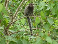 018-Zuckerhut_Weißbueschelaffe