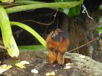 045-Bootsfahrt-Ilha_do_Mantiemo-Loewenaeffchen