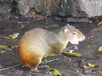 046-Bootsfahrt-Ilha_do_Mantiemo-_Aguti