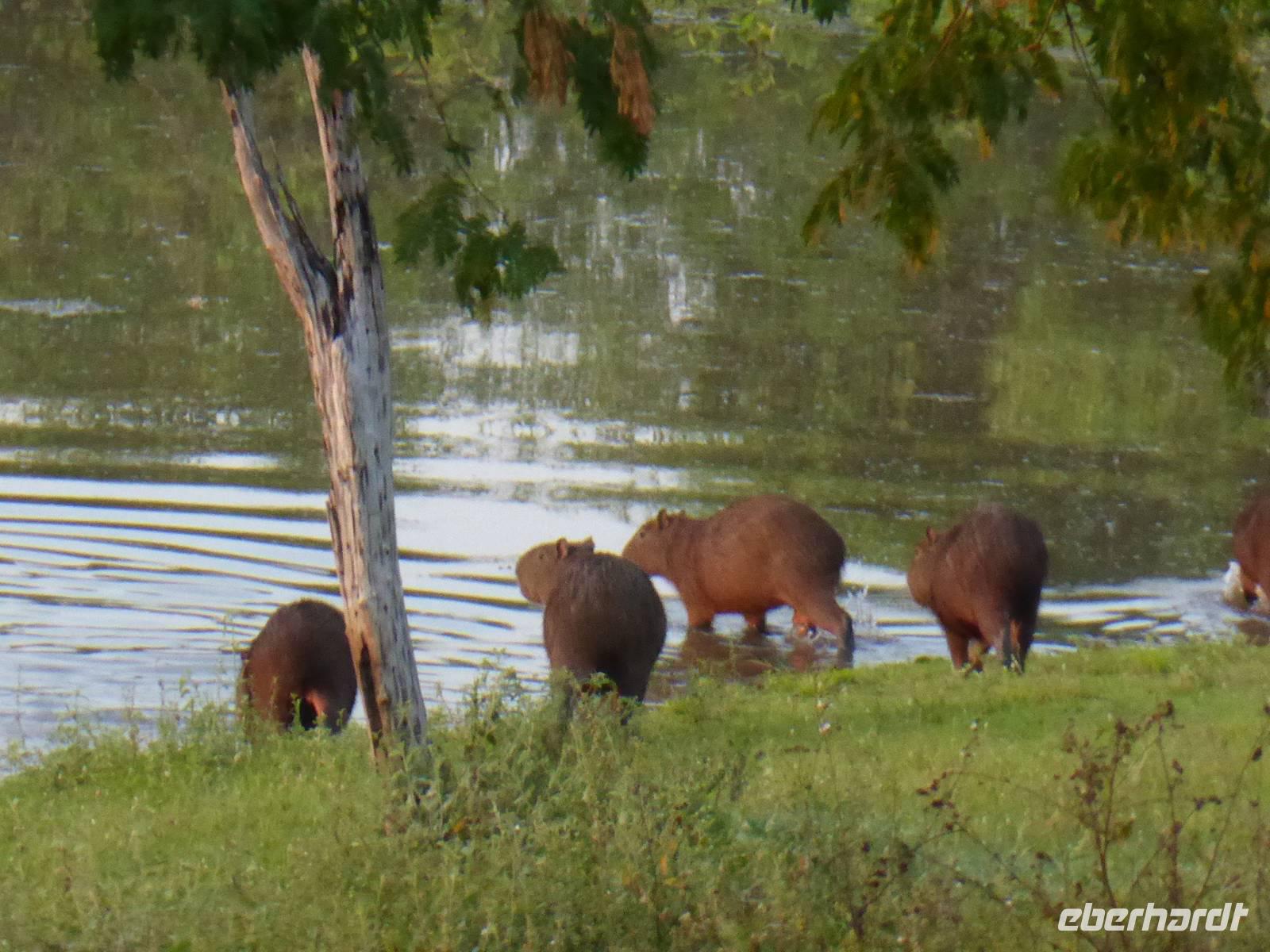 052-Pantanal-Capybaras-Wasserschweine