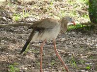 067-Pantanal-Seriema