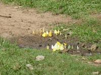 069-Pantanal-Schmetterlinge