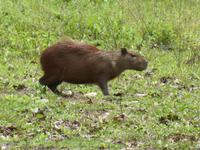 070-Pantanal-Capybara-Wasserschwein