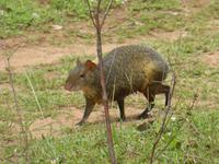 071-Pantanal_Aguti