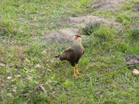 079-Fotosafari-Caracara