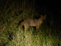 087-Fotosafari-Maikong_Krabbenfuchs