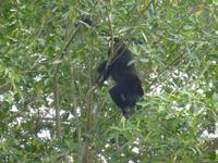 093-Bootsausflug_Schwarzer_Bruellaffe