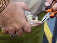 118-Manaquiri-Piranha-Angeln