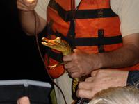 121-Manaquiri-Kaiman-Ausflug