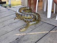 137-Bootsausflug_Janauari_Anakonda