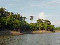 140-Bootsausflug_Janauari