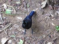 162-Parque_Nacional_Iguazu