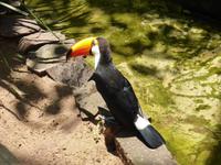 198-Parque_das_Aves-Tukan