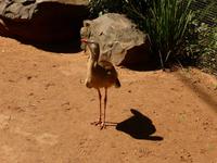 204-Parque_das_Aves-Seriema