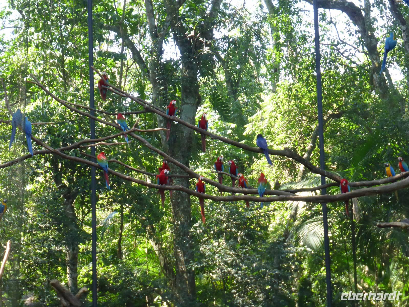 205-Parque_das_Aves-Aras