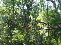 205-Parque_das_Aves-Aras