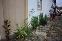 Was bei uns mühevoll gepflegt wird, wächst hier wie Unkraut