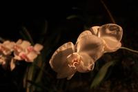 Orchideen wachsen an den Wänden