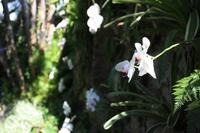 Orchideen wachsen an den Wänden