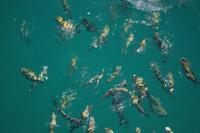 Fische tümmeln sich unterm Boot