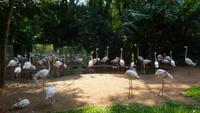 Vogelpark Iguazu