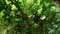 Tucan im Vogelpark Iguazu