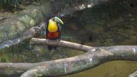 Vogelpark Iguazu