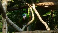 Vogelpark Iguazu