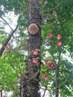 10 Rio Altstadt Rundgang (13)